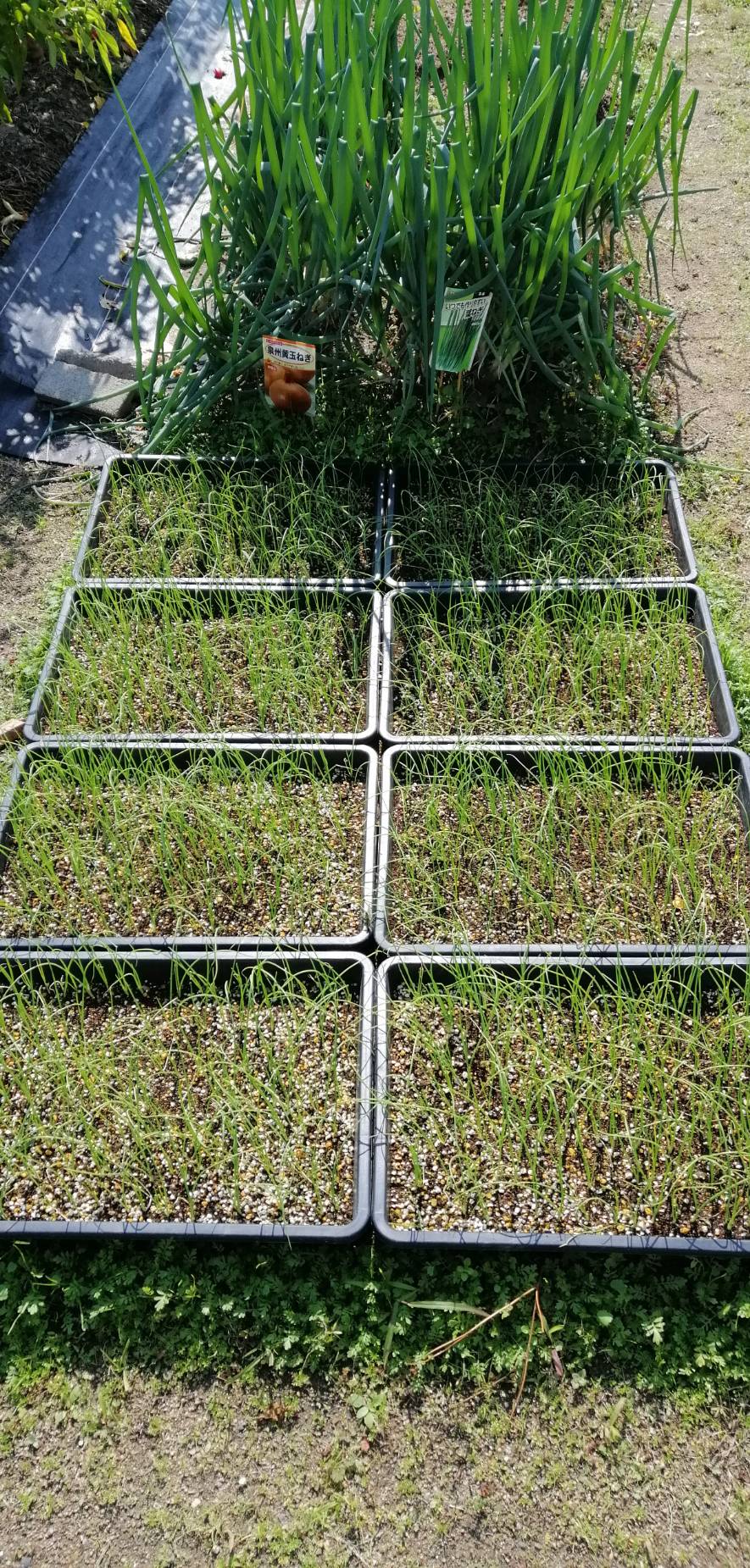 「タマネギ畝作成♪」