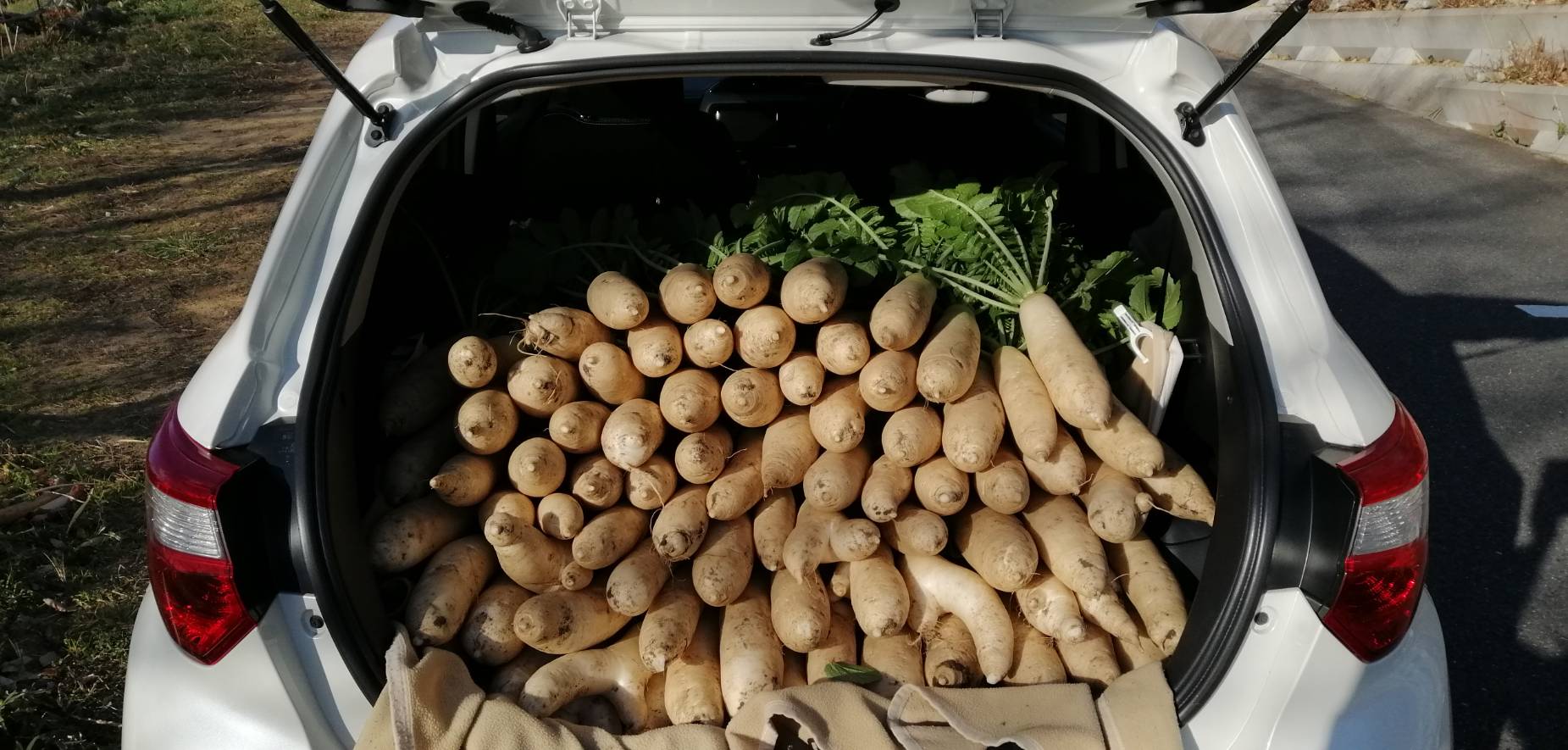 「ダイコン洗いなど♪」